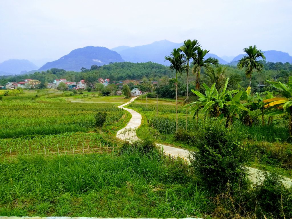 Vietnam's back roads are perfect for cycling - rice fields in Thanh Hoa province. 