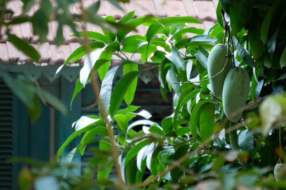 Mango tree in front of a quaint wooden cottage in the Mekong Delta - discovered on a cycling trip near Vinh Long City.