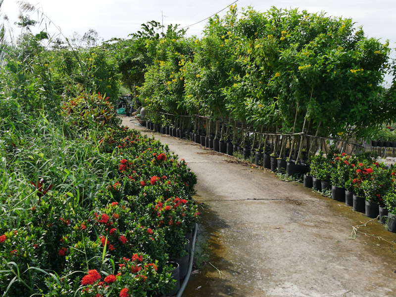 A back road detour near Sa Dec - these narrow paths are an excellent way to see the flower nurseries,