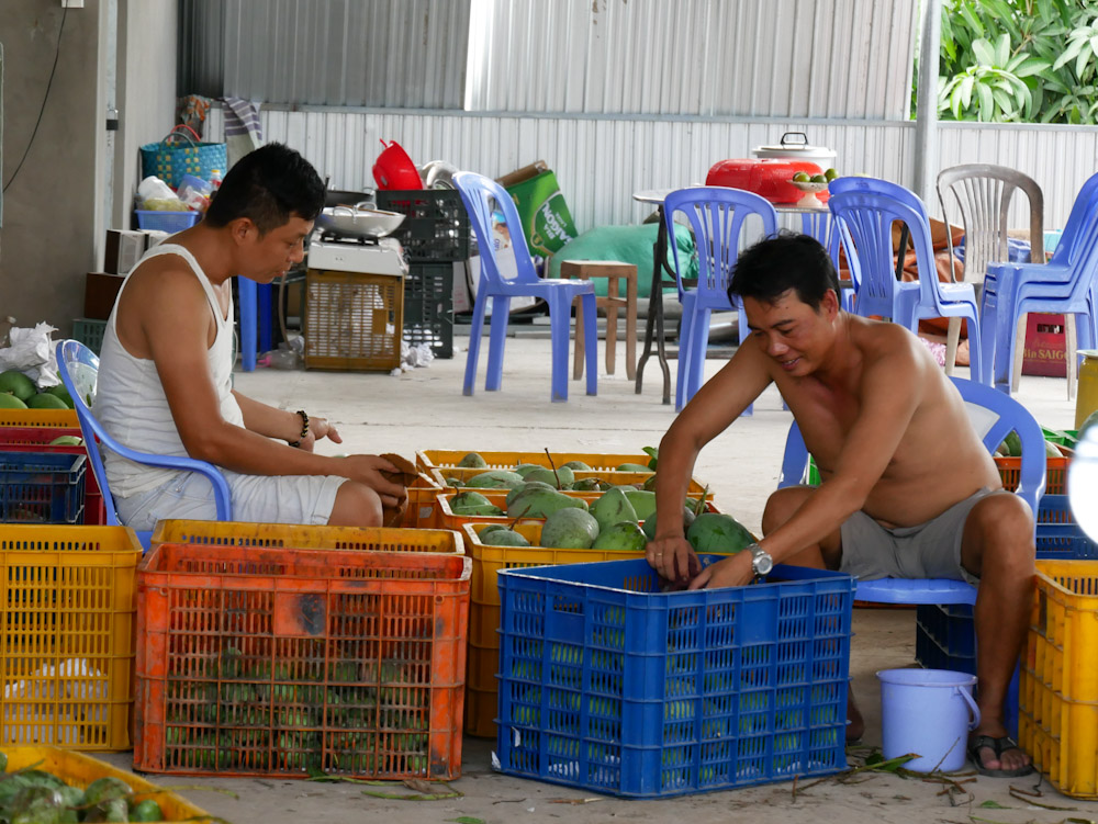 Two men sort mangoes on a Mekong Delta plantation, Binh Phuoc Xuan.