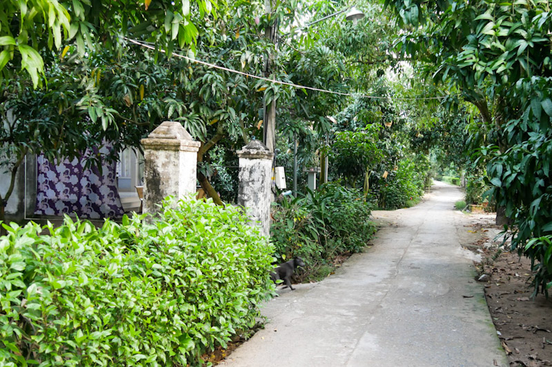 Back lane on a Mekong Delta island fringed with mango trees and lush vegetation.