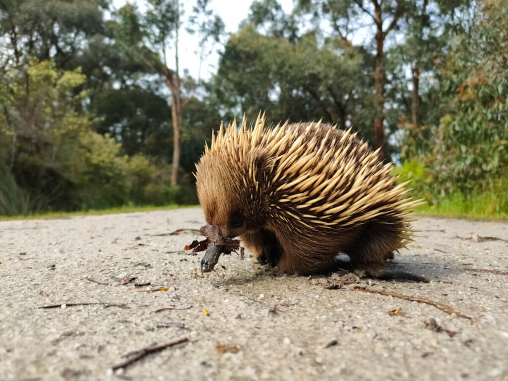 An echidna on the Great Southern Rail Trail. 