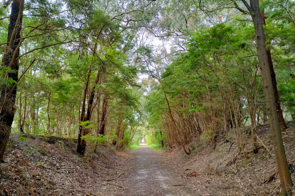 Trees and a path - section of the Great Southern Rail trail between Meeniyan and Fish Creek.